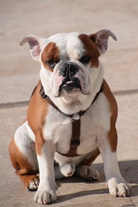 Bulldog with chest strap. Free public domain CC0 photo.