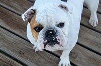 White bulldog standing on wood. Free public domain CC0 photo.