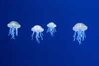 Bright blue floating jellyfishes. Free public domain CC0 image.