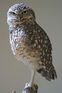 Burrowing owl standing close up. Free public domain CC0 photo.