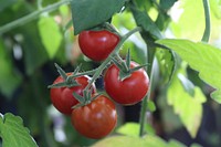Closeup on cherry tomatoes growing on plant. Free public domain CC0 image.
