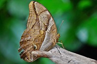 Beautiful butterfly in nature. Free public domain CC0 photo.