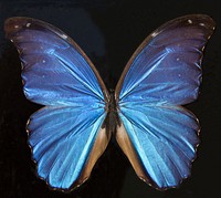 Beautiful blue butterfly. Free public domain CC0 photo/image.