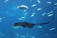 Manta ray and fish in aquarium. Free public domain CC0 photo