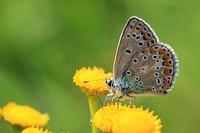 Beautiful butterfly on flower. Free public domain CC0 photo/image. 