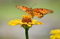 Beautiful butterfly on flower. Free public domain CC0 photo/image. 