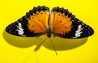 Butterfly on yellow background. Free public domain CC0 photo.