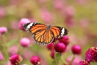 Butterfly on flower. Free public domain CC0 photo.