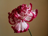 Pink carnation background. Free public domain CC0 image.