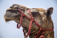 Camel in desert. Free public domain CC0 photo.