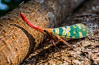 Lantern bug. Free public domain CC0 image.