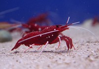 Crayfish close up underwater. Free public domain CC0 image.