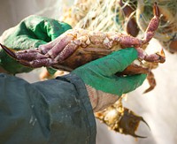 Raw seafood, crab. Free public domain CC0 image