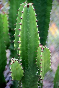 Cactus background. Free public domain CC0 image.