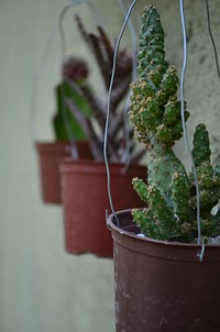 Cactus background. Free public domain CC0 image.