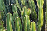 Canary island spurge, succulent background. Free public domain CC0 image.