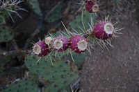 Cactus fruit background. Free public domain CC0 image.