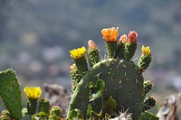 Cactus flower background. Free public domain CC0 photo.