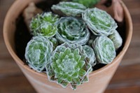 Succulent background. Free public domain CC0 image.