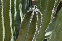 Canary island spurge, succulent background. Free public domain CC0 image.