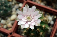 Cactus flower. Free public domain CC0 photo.