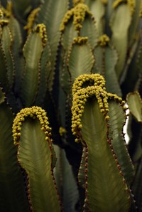 Cactus background. Free public domain CC0 image.