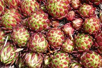 Closeup on cactus macro plant. Free public domain CC0 image.