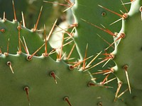 Prickly pear cactus background. Free public domain CC0 image.