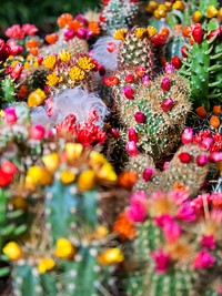 Closeup on a beautiful cactus plant. Free public domain CC0 image.