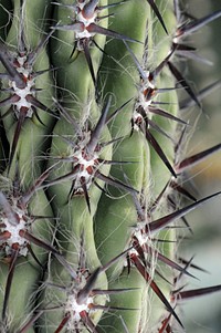 Cactus background. Free public domain CC0 photo.