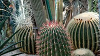 Cactus background. Free public domain CC0 photo.