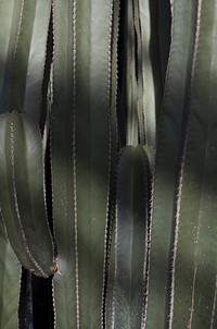 Canary island spurge, succulent background. Free public domain CC0 image.