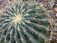 Golden barrel cactus background. Free public domain CC0 photo.