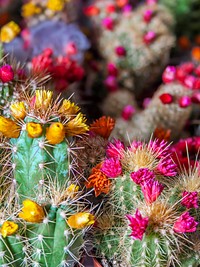 Cactus flower background. Free public domain CC0 photo.