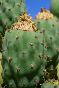 Cactus background. Free public domain CC0 image.