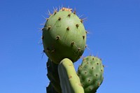 Prickly pear cactus background. Free public domain CC0 image.