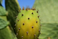 Prickly pear cactus background. Free public domain CC0 image.