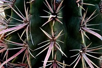 Cactus background. Free public domain CC0 photo.