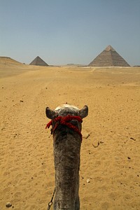 Camel in desert. Free public domain CC0 photo.