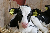 Dairy cows at a farm. Free public domain CC0 image.