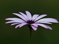 Cape marguerite flower background. Free public domain CC0 image.