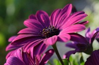 Cape marguerite flower background. Free public domain CC0 photo.