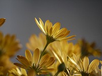 Yellow daisy background. Free public domain CC0 photo.