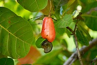 Closeup on cashew plant fruit. Free public domain CC0 image.