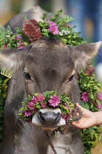 Cattle show. Free public domain CC0 photo.