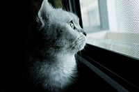 Adorable cat background. Free public domain CC0 photo.