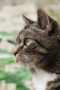 Outdoor tabby cat, animal image, free public domain CC0 photo.