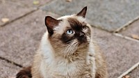 Cute Ragdoll cat, pet image, free public domain CC0 photo.