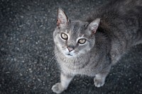 Adorable cat background. Free public domain CC0 photo.