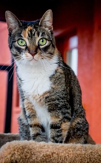 Cute striped cat, free public domain CC0 photo.